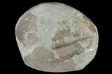 Partial Ogyginus Cordensis - Classic British Trilobite #103118-1